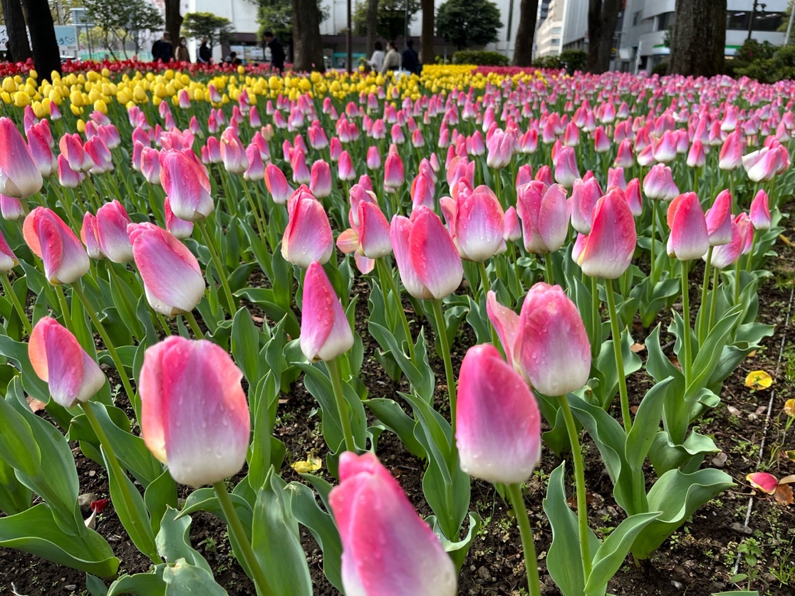 チューリップが咲き誇る横浜公園