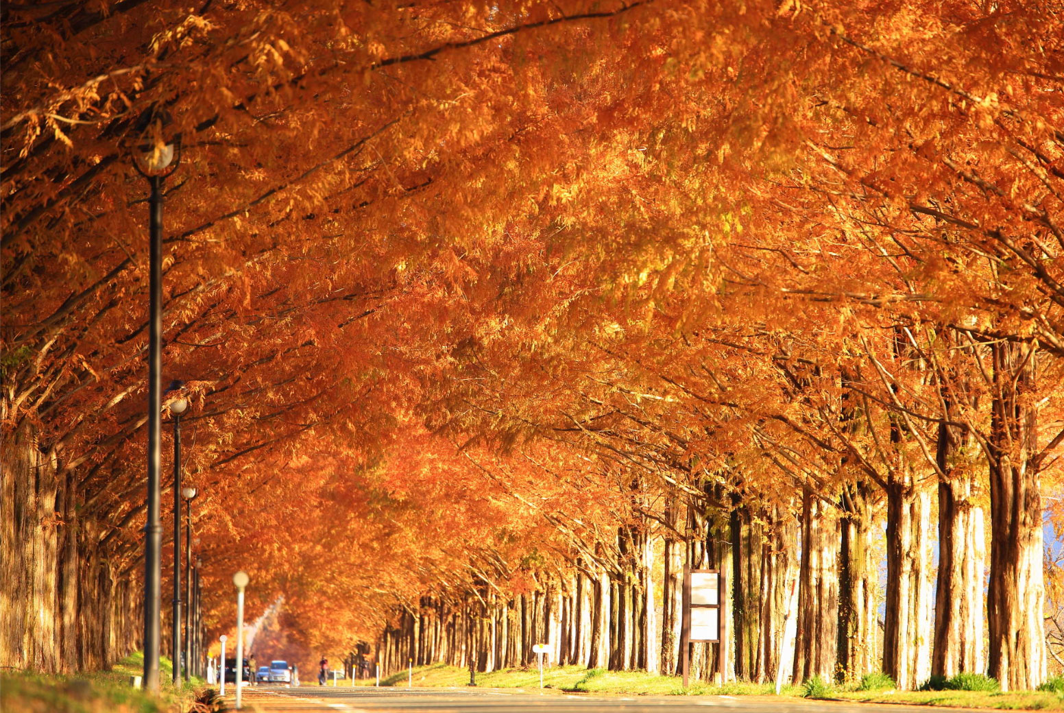 メタセコイア並木の紅葉（滋賀県）