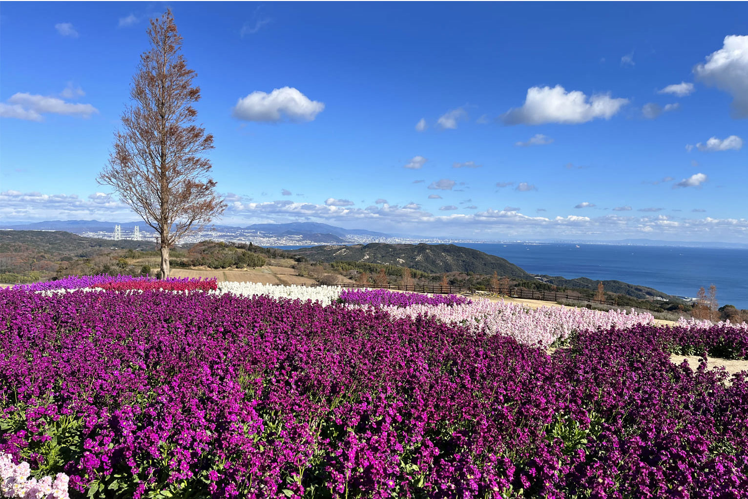 兵庫県立公園 あわじ花さじき