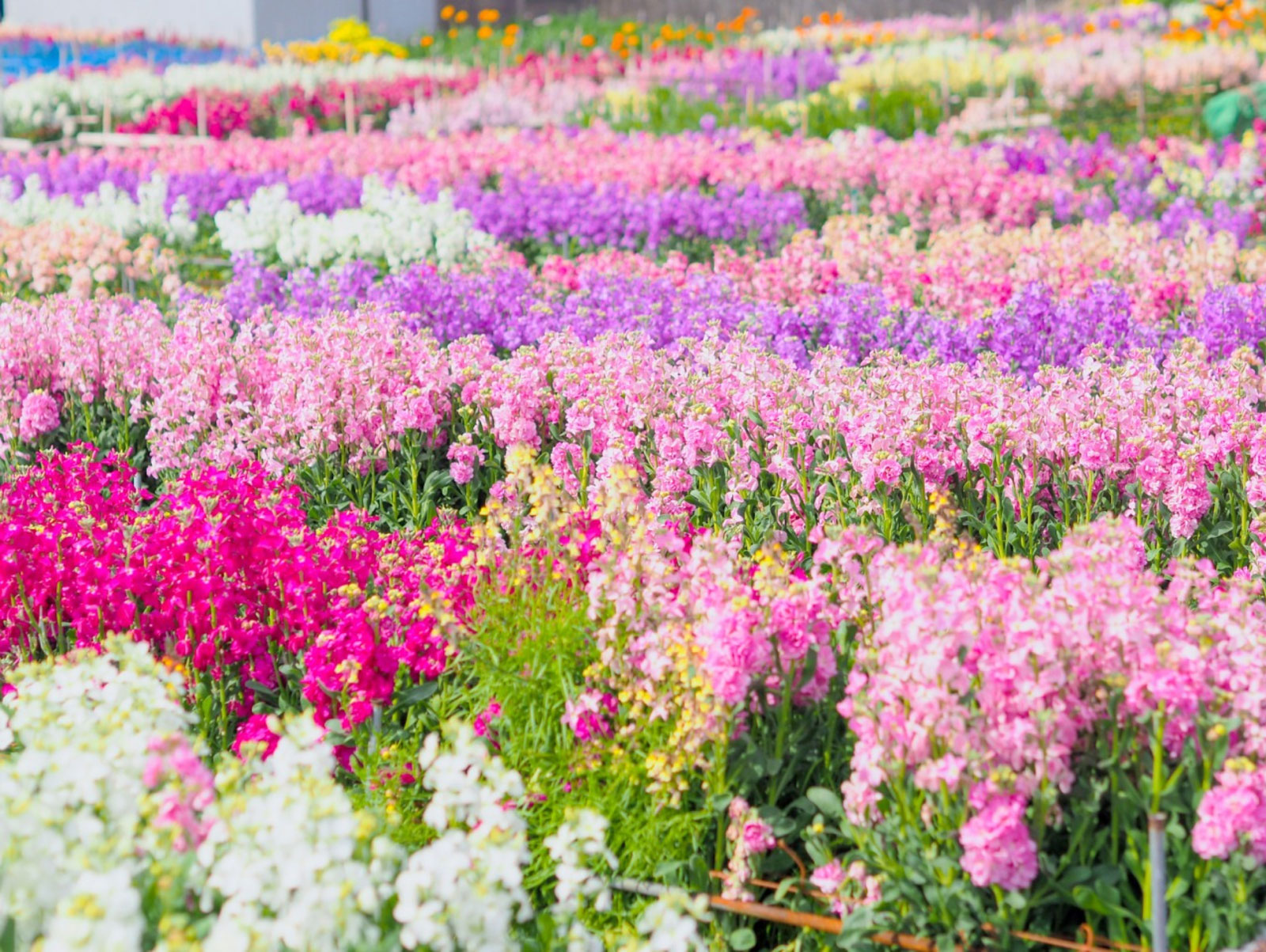 【千葉県南房総市】白間津のお花畑