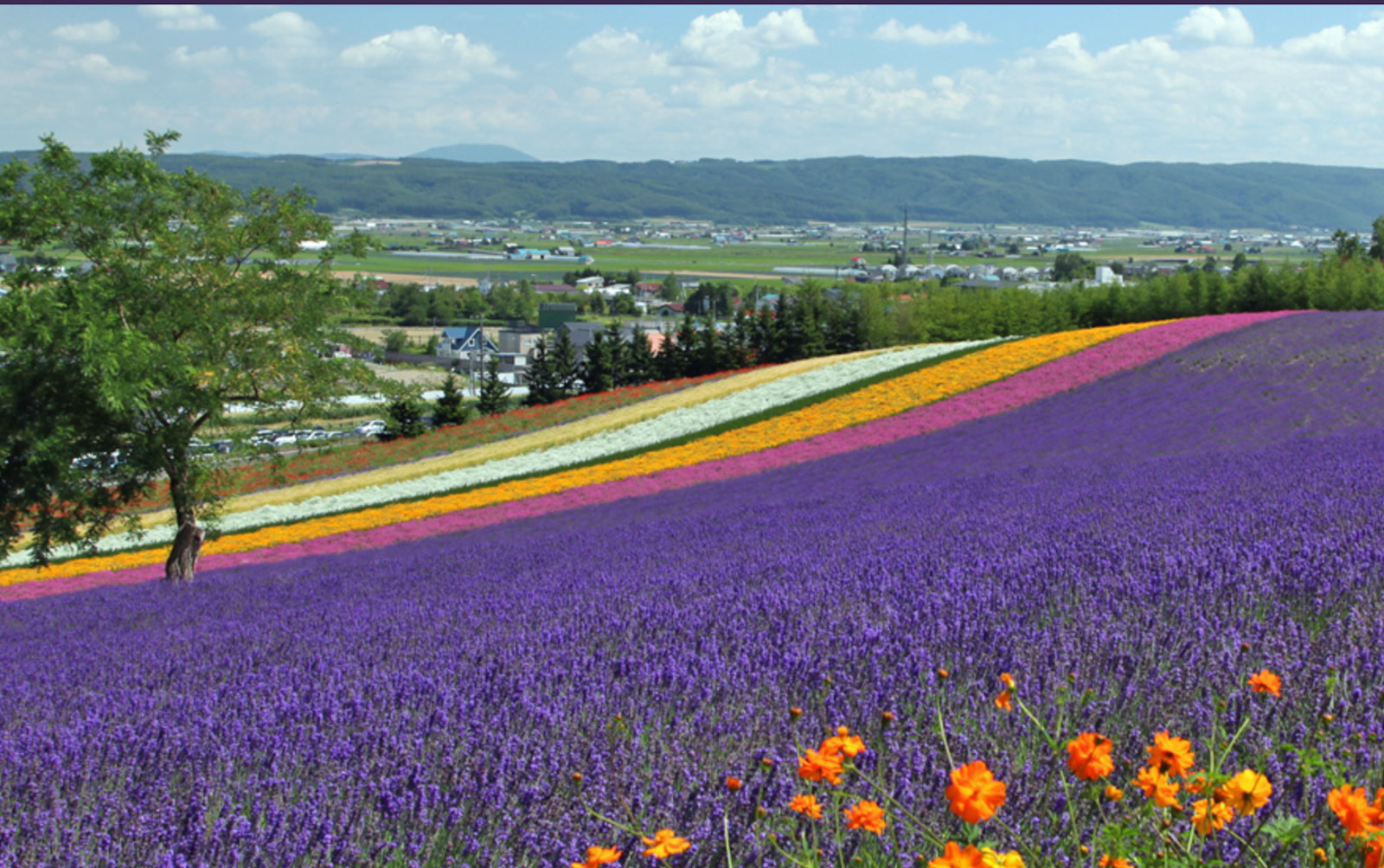 【北海道空知郡】富田ファーム